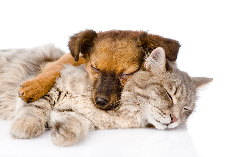 Dog and cat relaxing together, illustrating the concept of relaxation